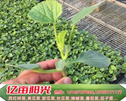 播种前处理可改善甜瓜黄瓜苗和西红柿苗的发芽和生长